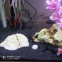 اکواریوم داساk390