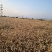 کاه گندم دیم