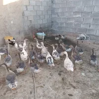 غاز|حیوانات مزرعه|سوسنگرد, |دیوار