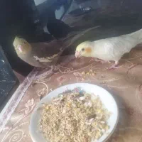 عروس هلندی