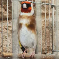 سهره چهار گل نما