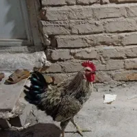 خروس جوان معاوضه با مرغ