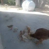 مرغ اصل چابهاری با ۱۱تا جوجه نصب دار