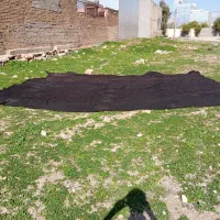 چادر سیاه و بیون