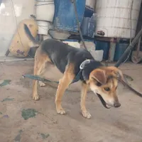نگهداری سگ