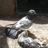 کبوتر خطرناک پرشی