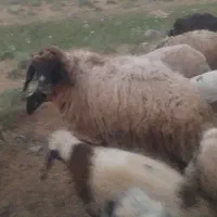 فروش یک راس قوچ /گوسفند