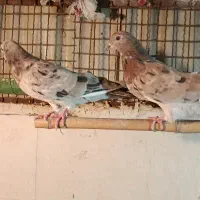 کبوتر کفتر