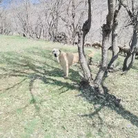 سگ پژدر|سگ|گهواره, |دیوار