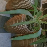 گلدون