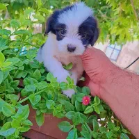 توله شیتزو عروسکی ۲ماهه