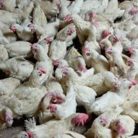 مرغ سفیدتخمگذار ۱۰۰پرصاف