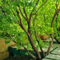 باغچه-680-متری-ملارد-لم-آباد-اسفندآباد-صابر-133