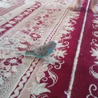 مرغ عشق
