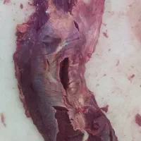 گوشت گوساله کشتار روز