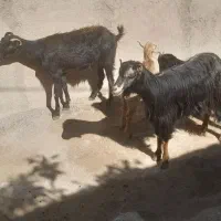 ۲ راس بز با برغاله
