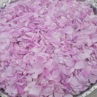 گل محمدی