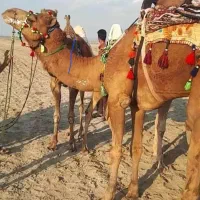 شترداران، کرمان ،سیستان و بلوچستان،هرمزگان،