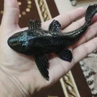 کت اسپرت|ماهی|خمینی‌شهر, |دیوار