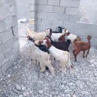10تا‌بیگ‌سالم‌خوش‌خوراک‌نر.وماده