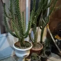 گل کاکتوس