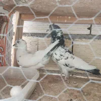 کبوتر