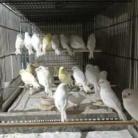 فروش جوجه قناری وایت و یلو اورجینال