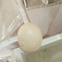 سنگ اسیاب
