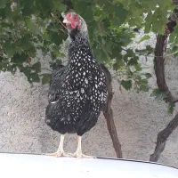 ویاندوت سیلورمرغ