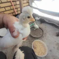 جوجه زینتی سلطان متلد یک ونیم ماهه خیلی زیبا