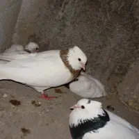 کبوتر طوقی