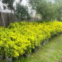 شمشاد در سطل شماره 3/5