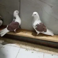 جفت نروماده کاردرست