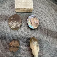 راف  طبیعی فسیل صدف