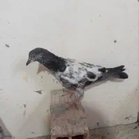 کبوتر خراج