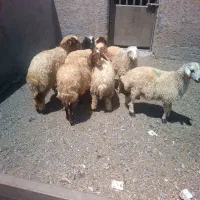 بره ماده