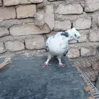 کفتر قلم نر