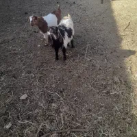 بزغاله فروش فوری