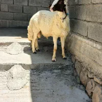 بره قوچ سنجابی