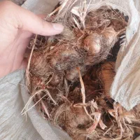 فروش پیاز زعفران و زعفران