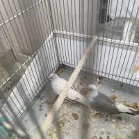 فنچ نرگسی فنچ جامبو کبوتر الماسی