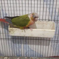 طوطی گرینچیک ماده و یک نر