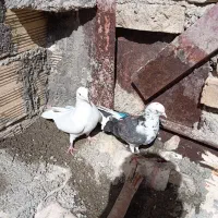 کبوتر