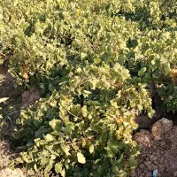 باغ انگور 5000 متر