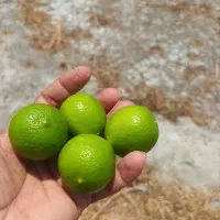 لیموترش ۵۰۰کیلوفروشی