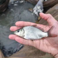 انواع بچه ماهی کپور امور