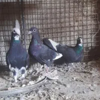 کفتر|پرنده|نرماشیر, |دیوار