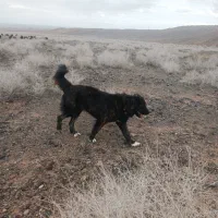 یه جفت سگ گله