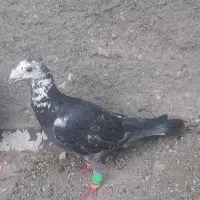 کفتر بزک