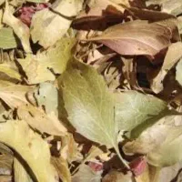 برگ زرشک فروشی در سربیشه